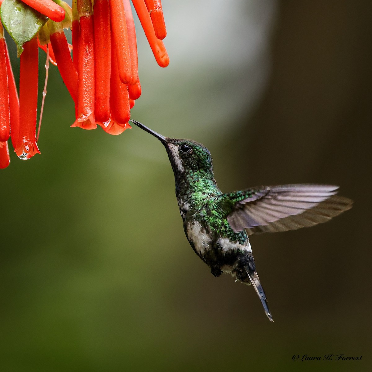 Green Thorntail - ML641111814