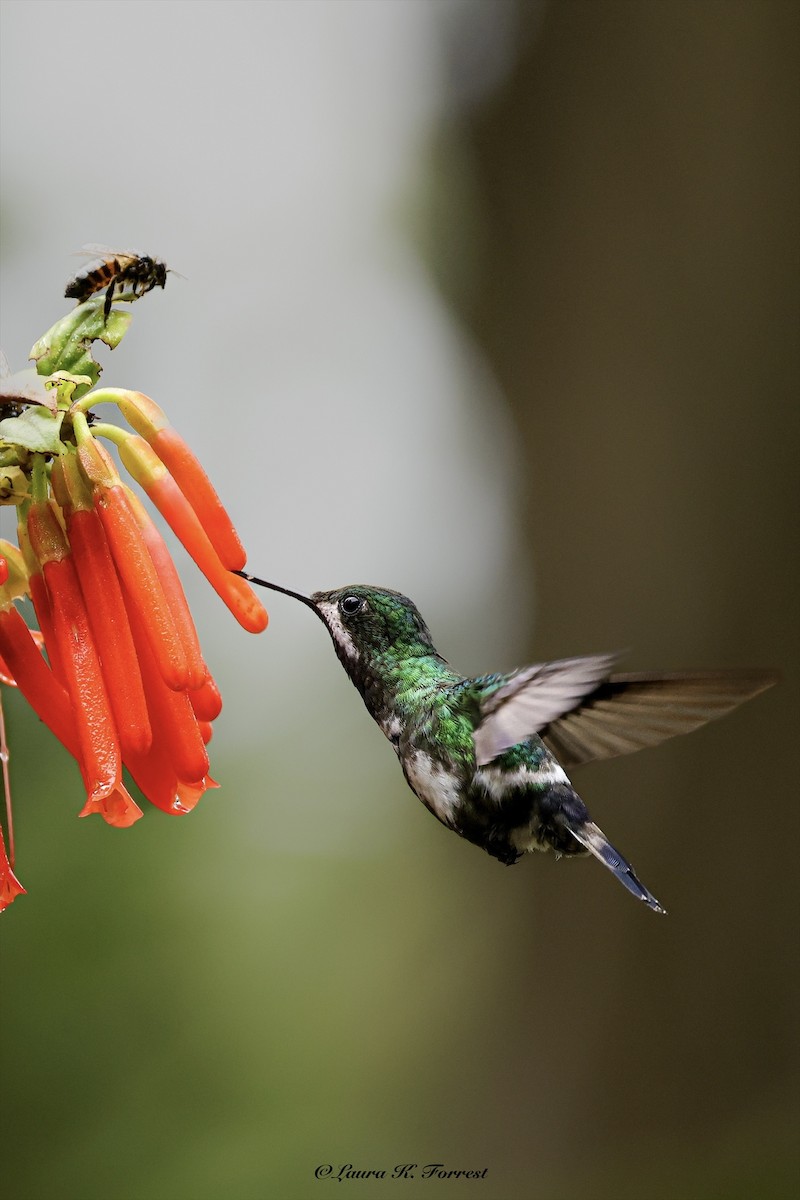 Green Thorntail - ML641111815