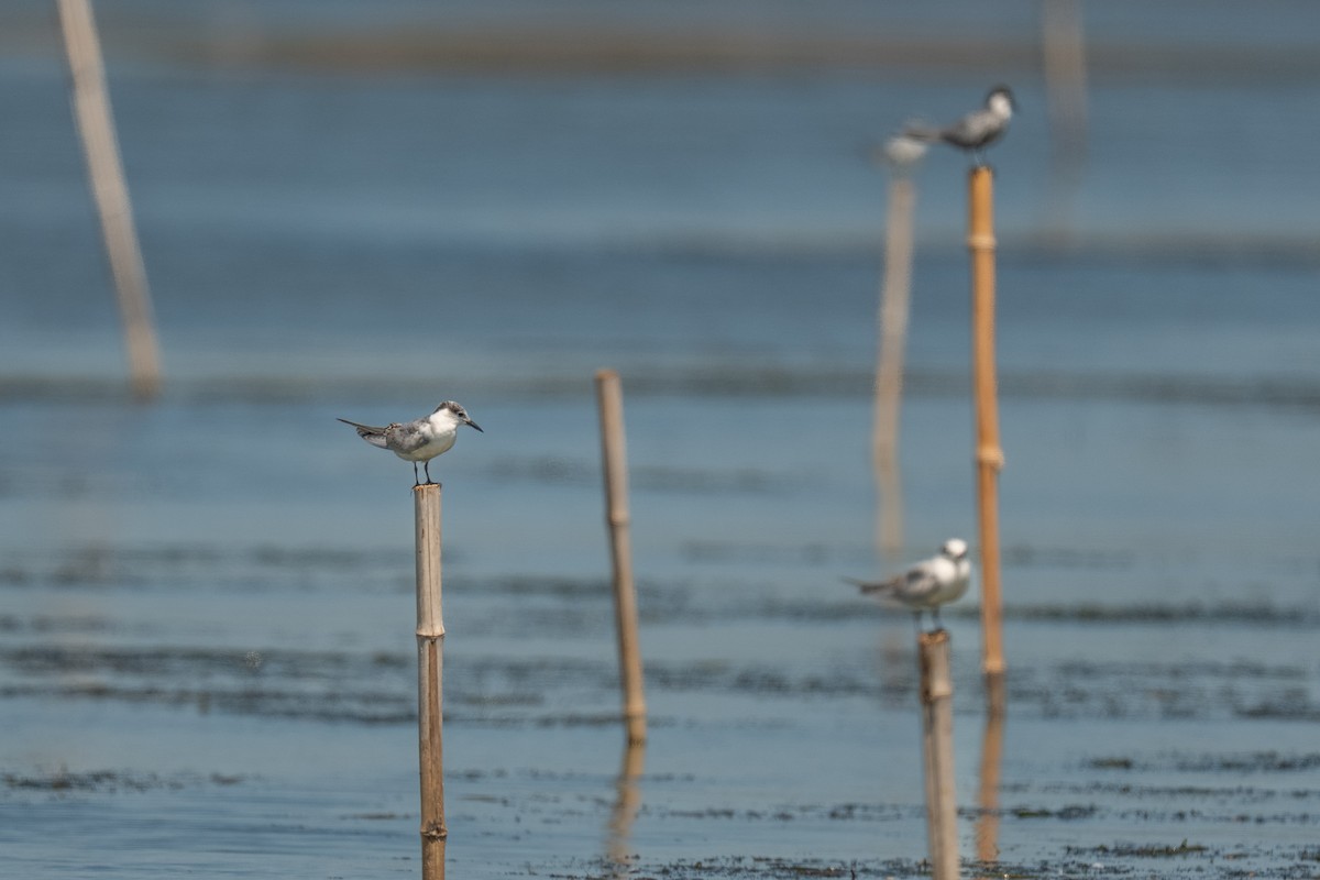 Whiskered Tern - ML641111840