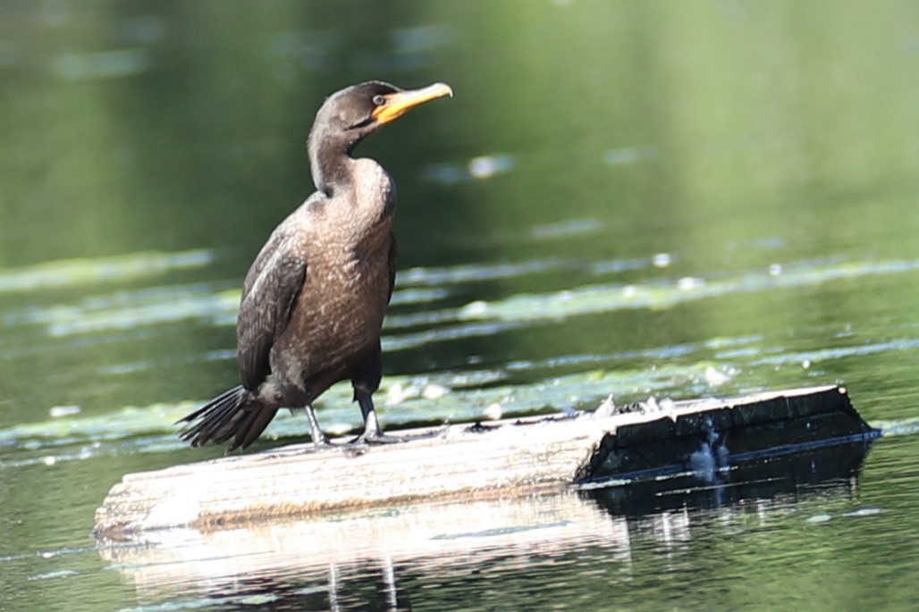 Double-crested Cormorant - ML641111865