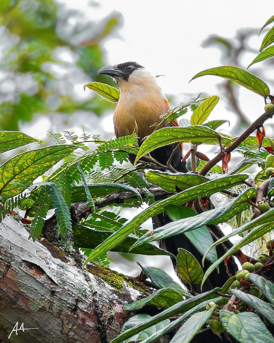 Black-faced Coucal - ML641111871