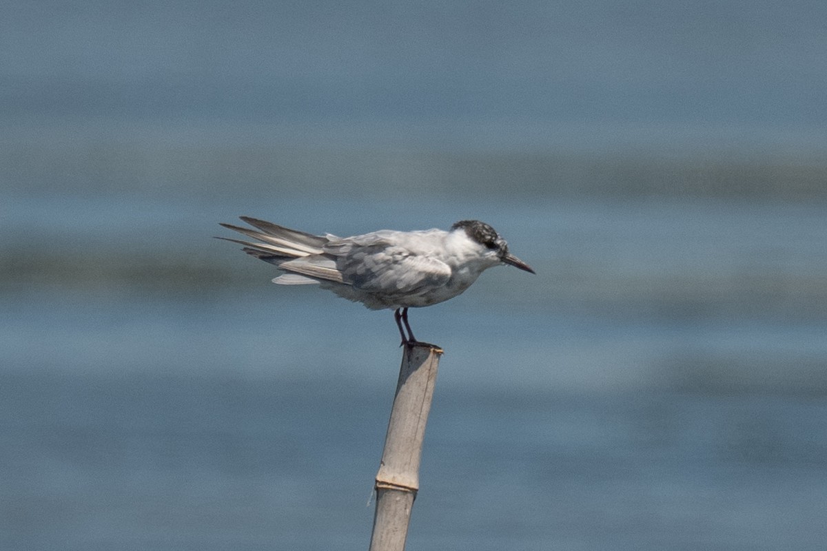 Whiskered Tern - ML641111872