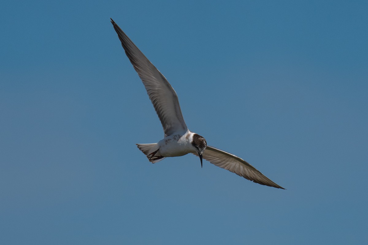 Whiskered Tern - ML641111873