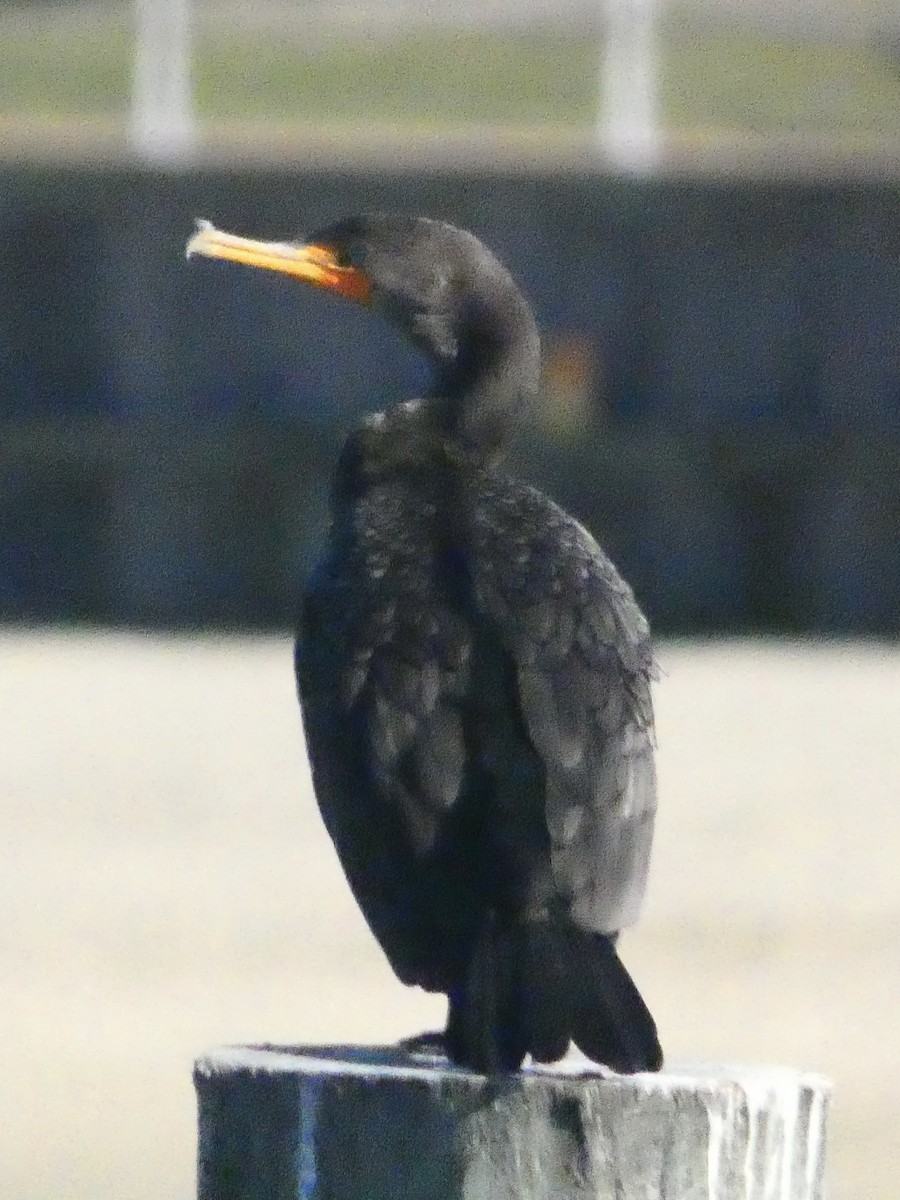 Double-crested Cormorant - ML641111882