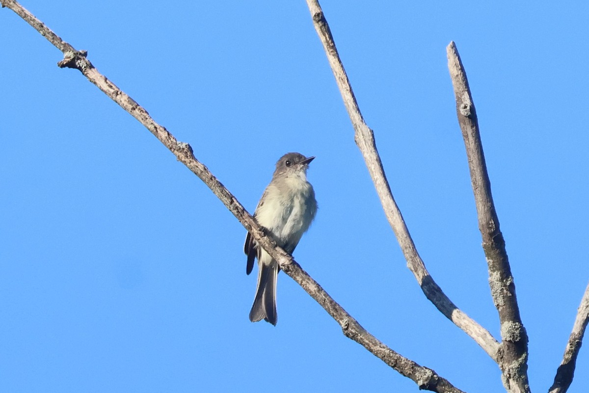 Eastern Phoebe - ML641111916