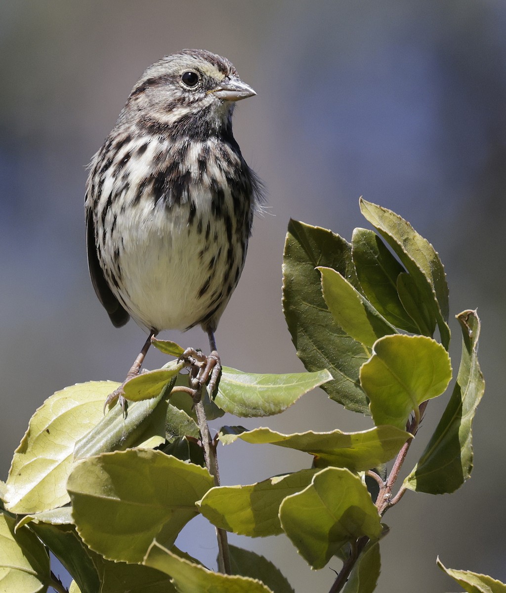 Song Sparrow - ML641111994