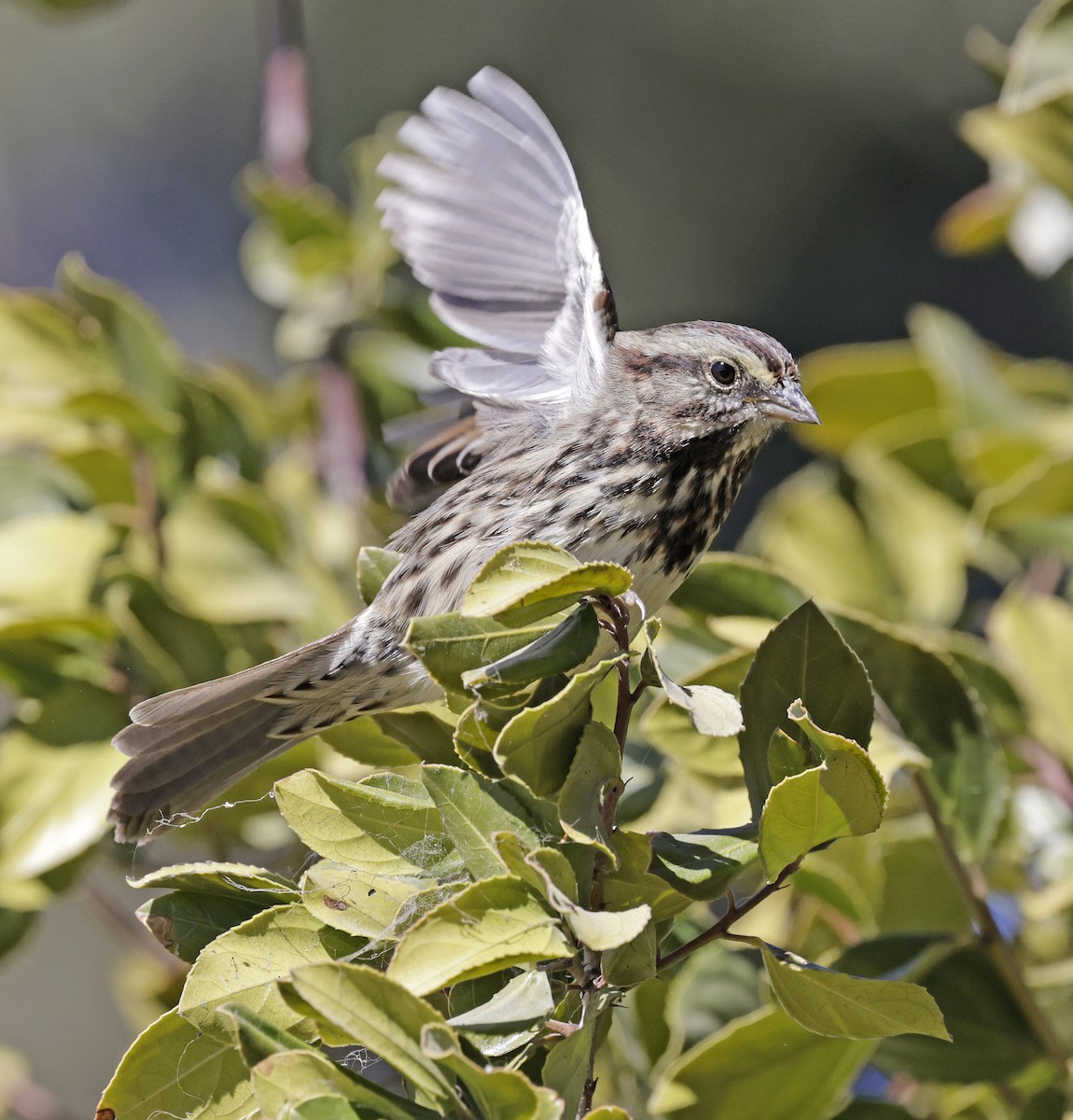 Song Sparrow - ML641112000