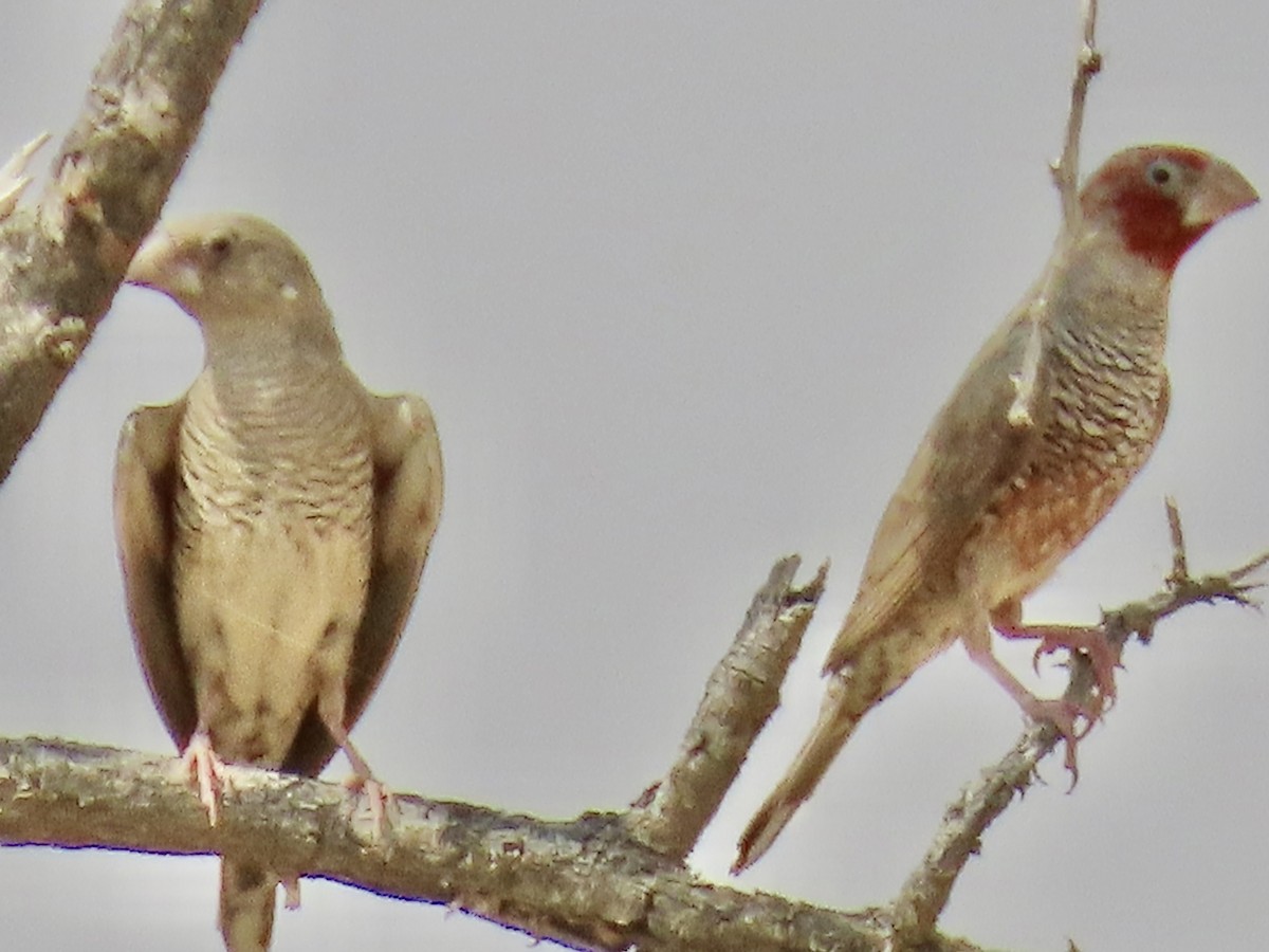 Red-headed Finch - ML641112050