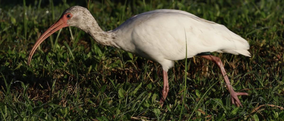 White Ibis - ML641112073