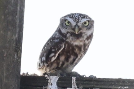 Little Owl - ML641112088