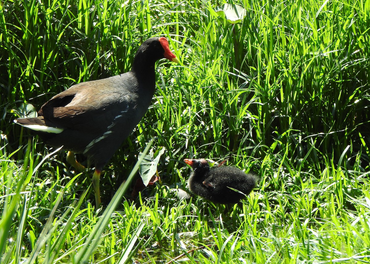Common Gallinule - ML641112095