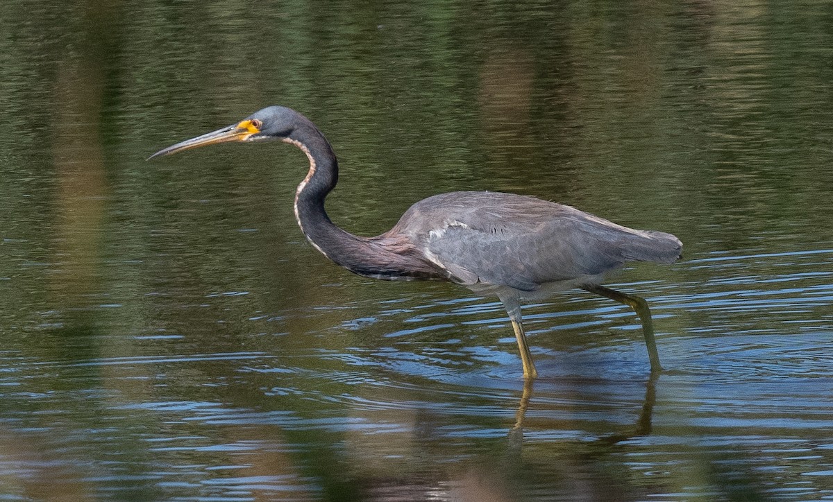 Tricolored Heron - ML641112102