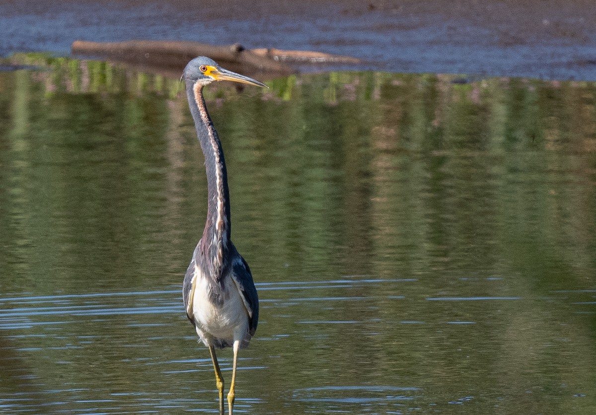 Tricolored Heron - ML641112103