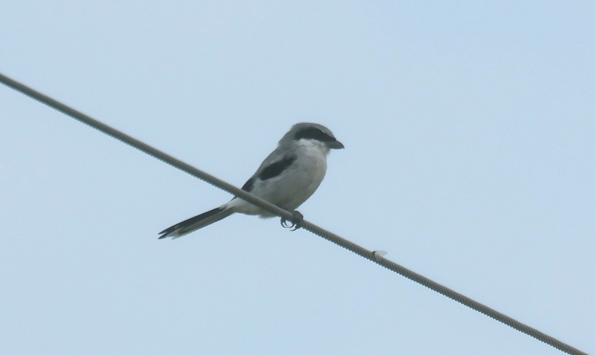 Loggerhead Shrike - ML641112106