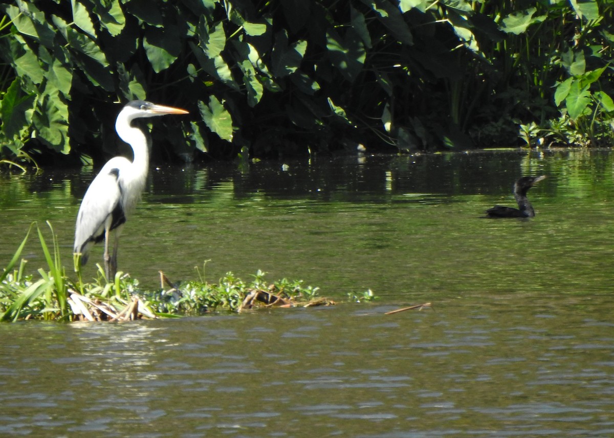 Neotropic Cormorant - ML641112109