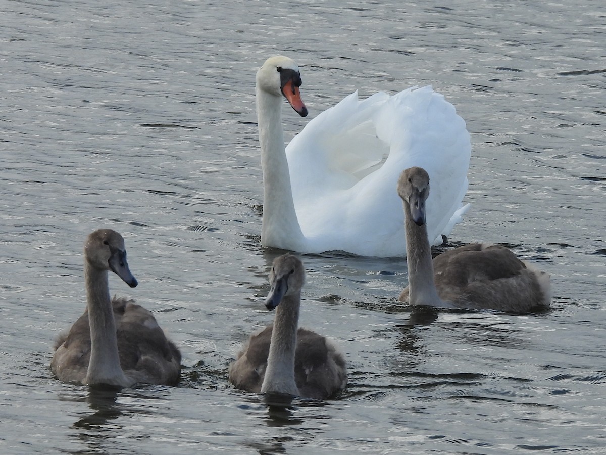 Mute Swan - ML641112190