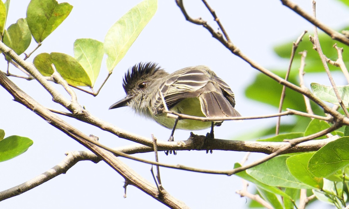 Apical Flycatcher - ML641112191