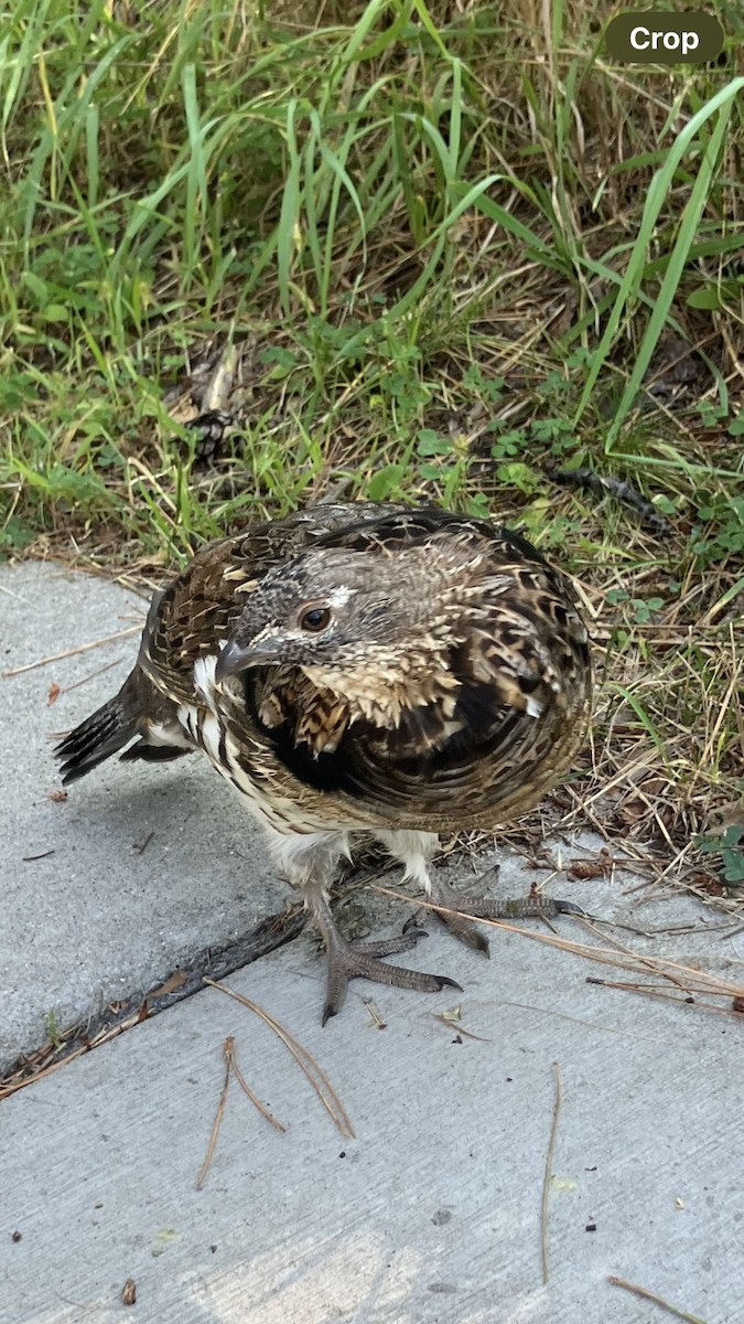 Ruffed Grouse - ML641112227