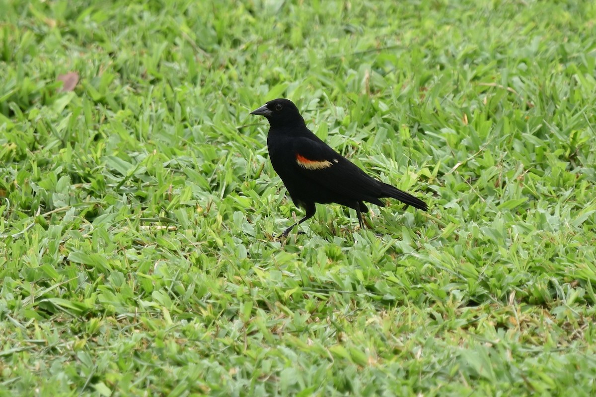 Red-winged Blackbird - ML641112231