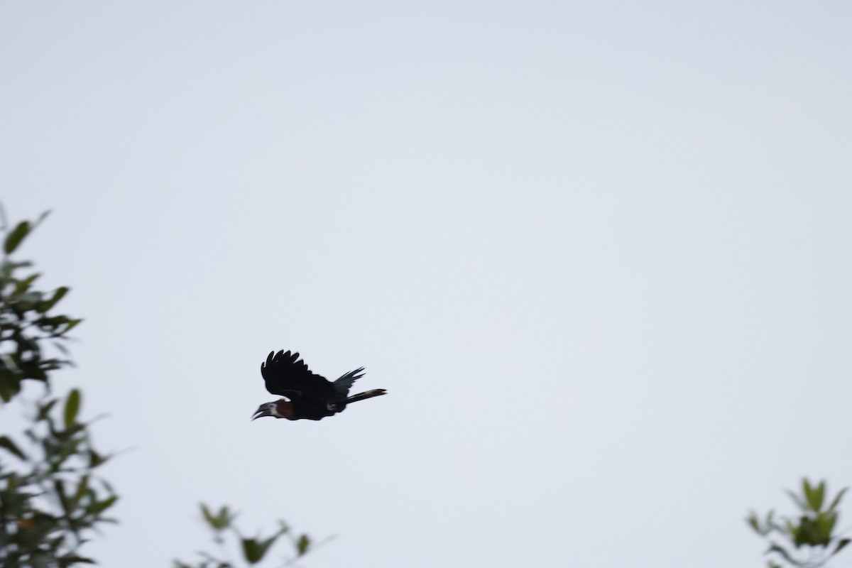 Black-casqued Hornbill - ML641112234