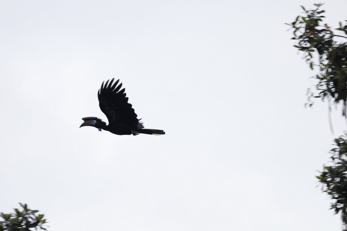 Black-casqued Hornbill - ML641112235