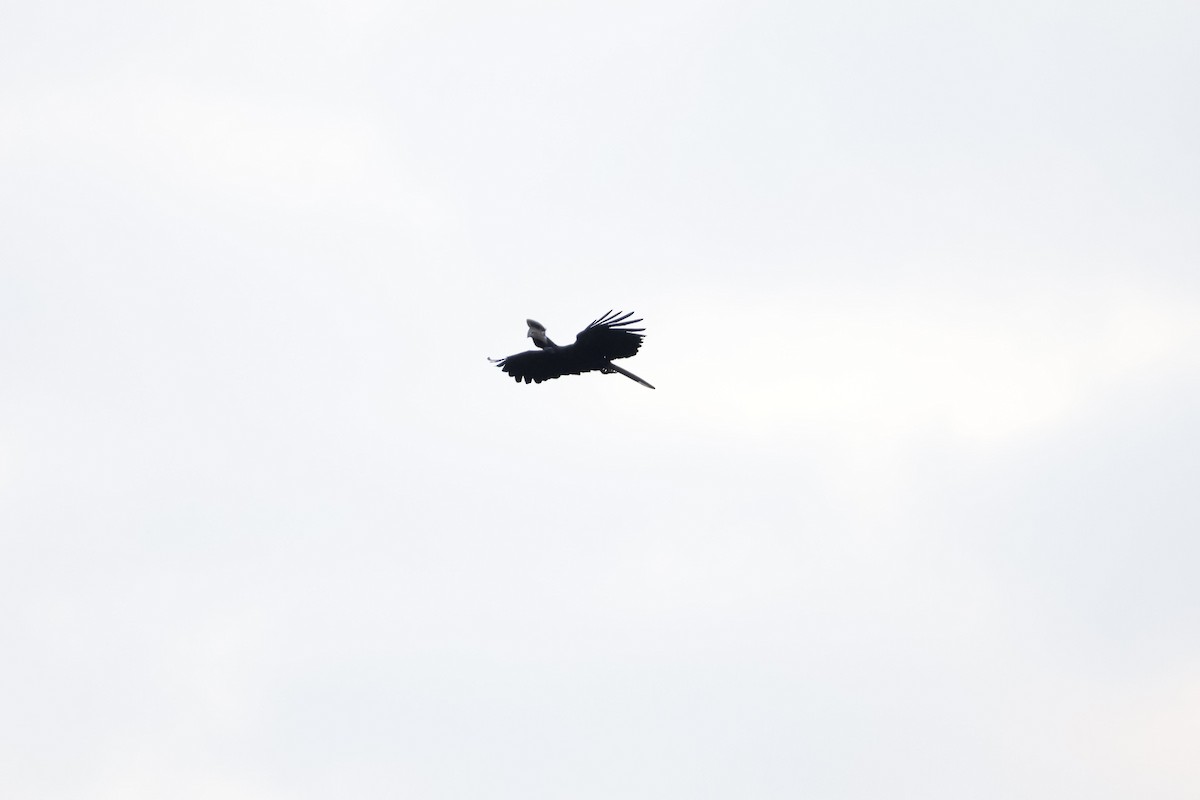 Black-casqued Hornbill - ML641112236