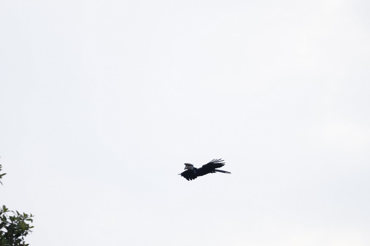 Black-casqued Hornbill - ML641112237