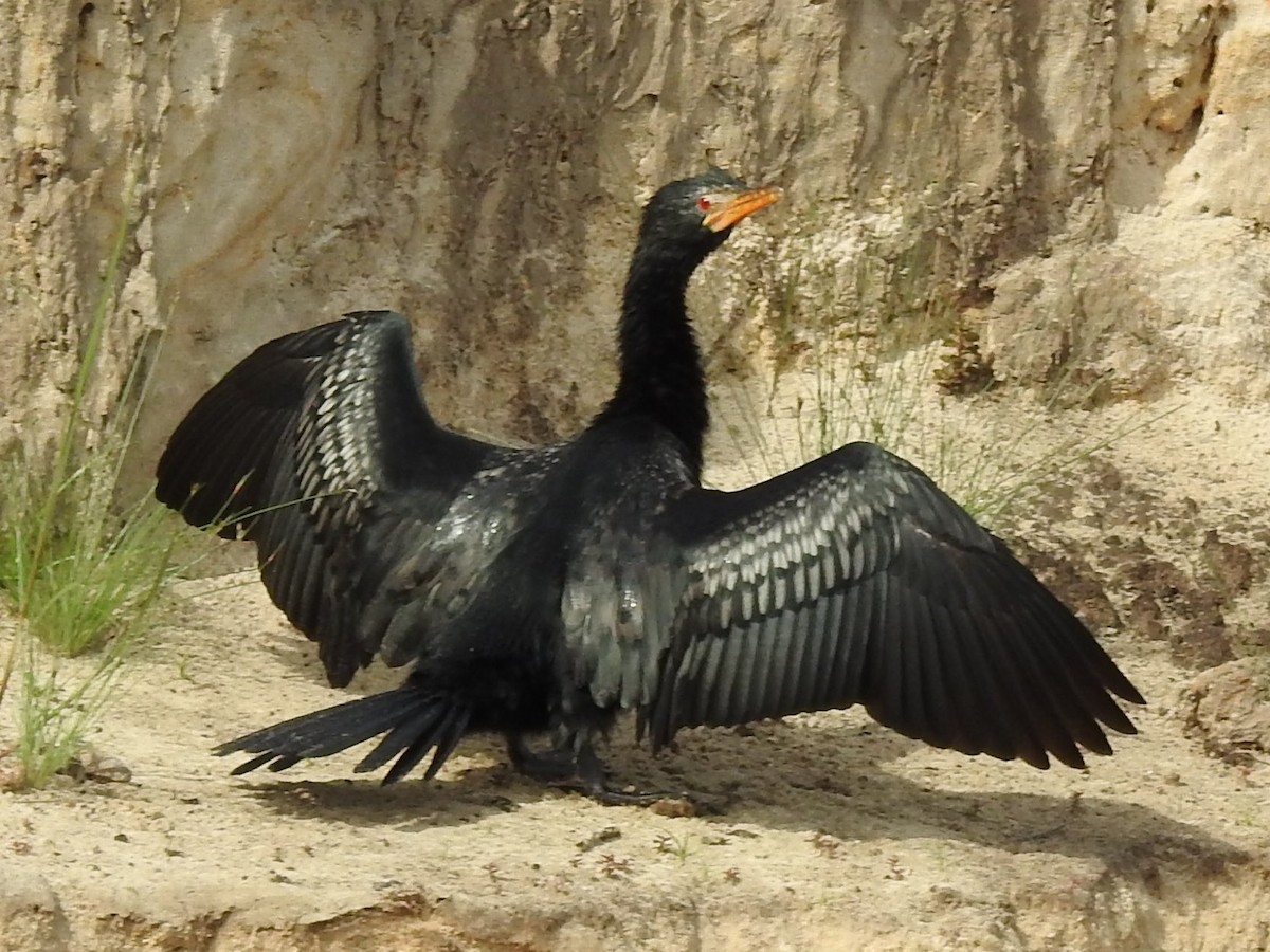 Reed Cormorant - ML641112242
