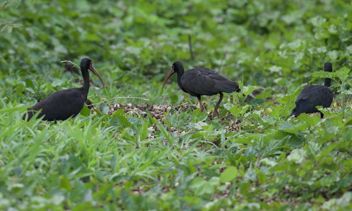 Bare-faced Ibis - ML641112246
