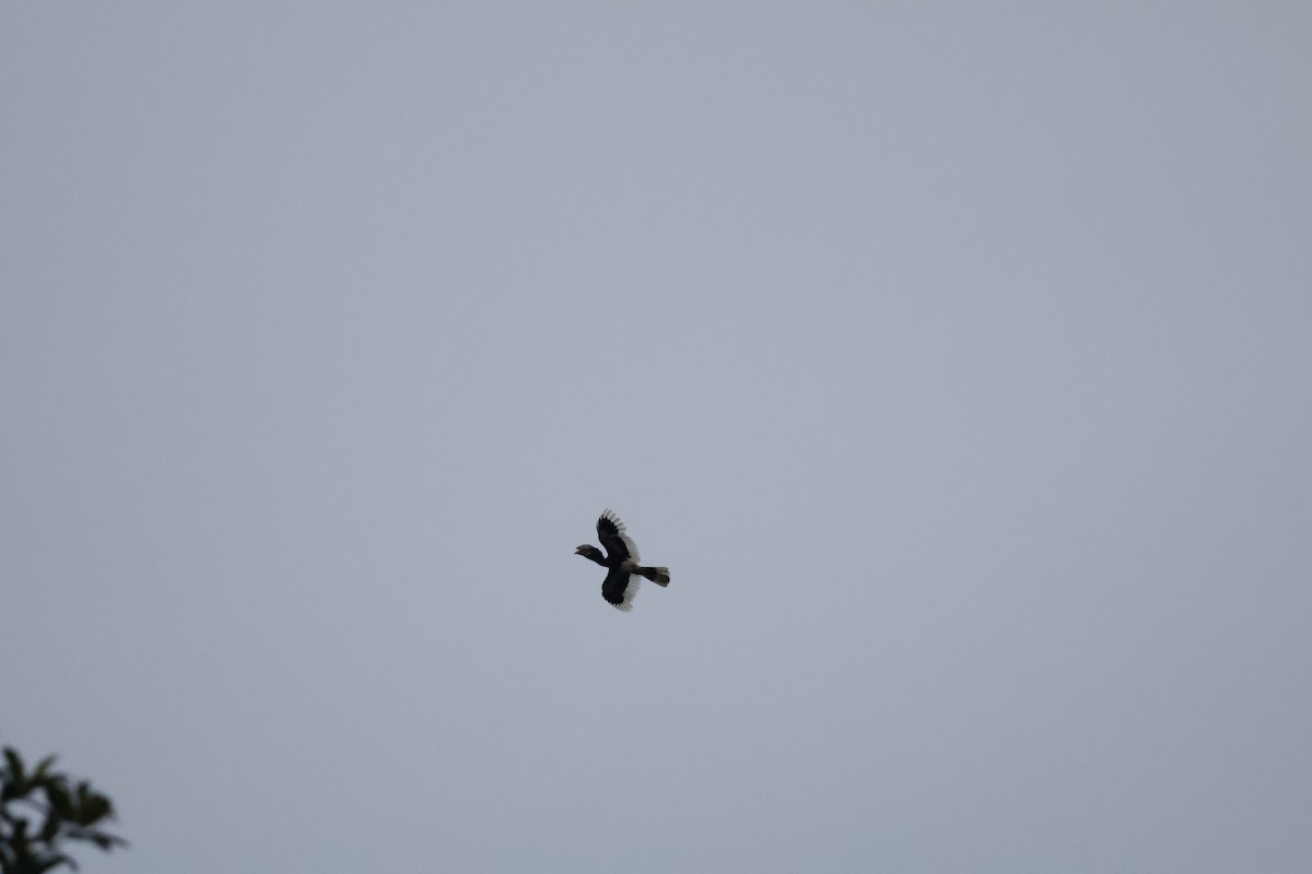 White-thighed Hornbill - ML641112250