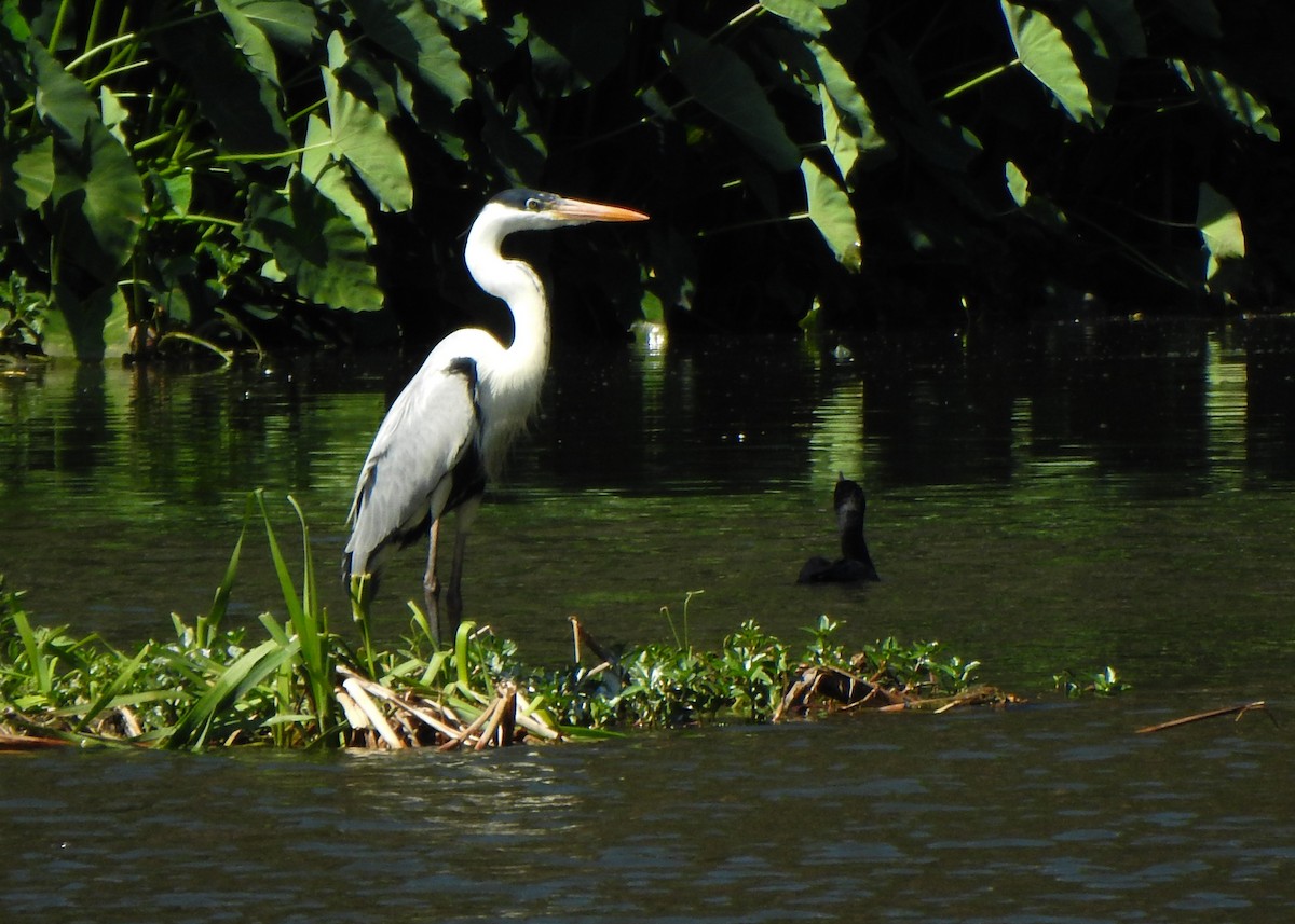 Cocoi Heron - ML641112252