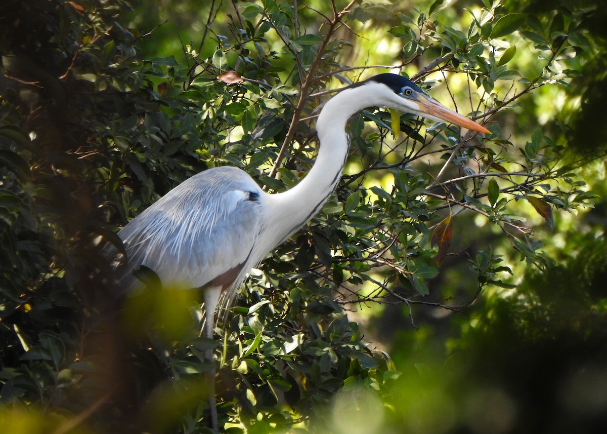 Cocoi Heron - ML641112253