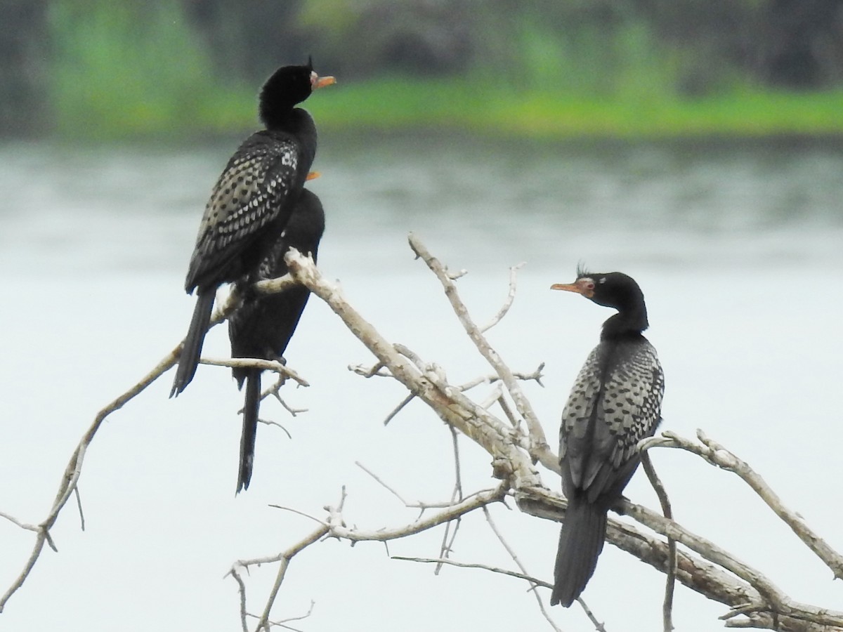 Reed Cormorant - ML641112256
