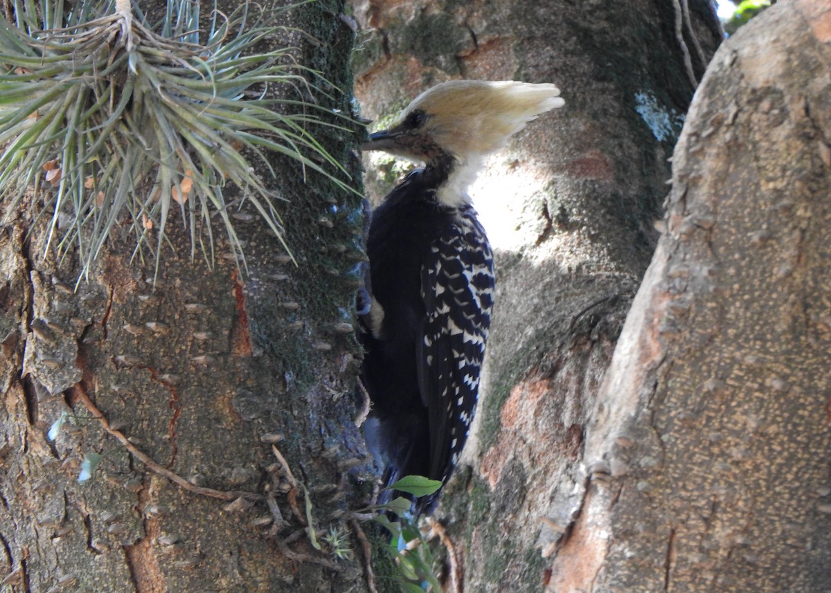 Blond-crested Woodpecker - ML641112257