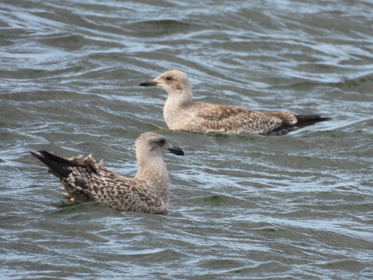 Great Black-backed Gull - ML641112270