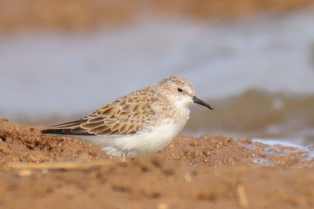 Little Stint - ML641112274