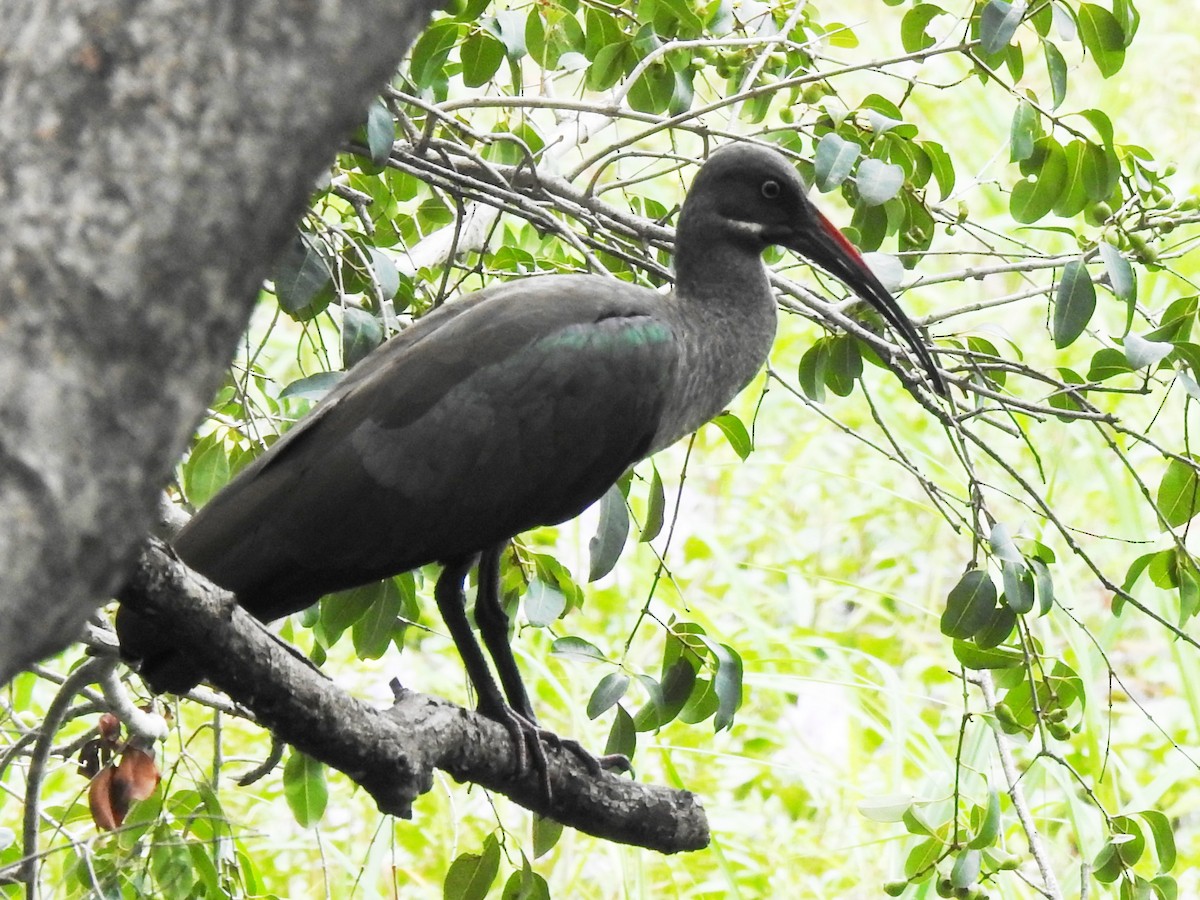 Ibis hagedash - ML641112279