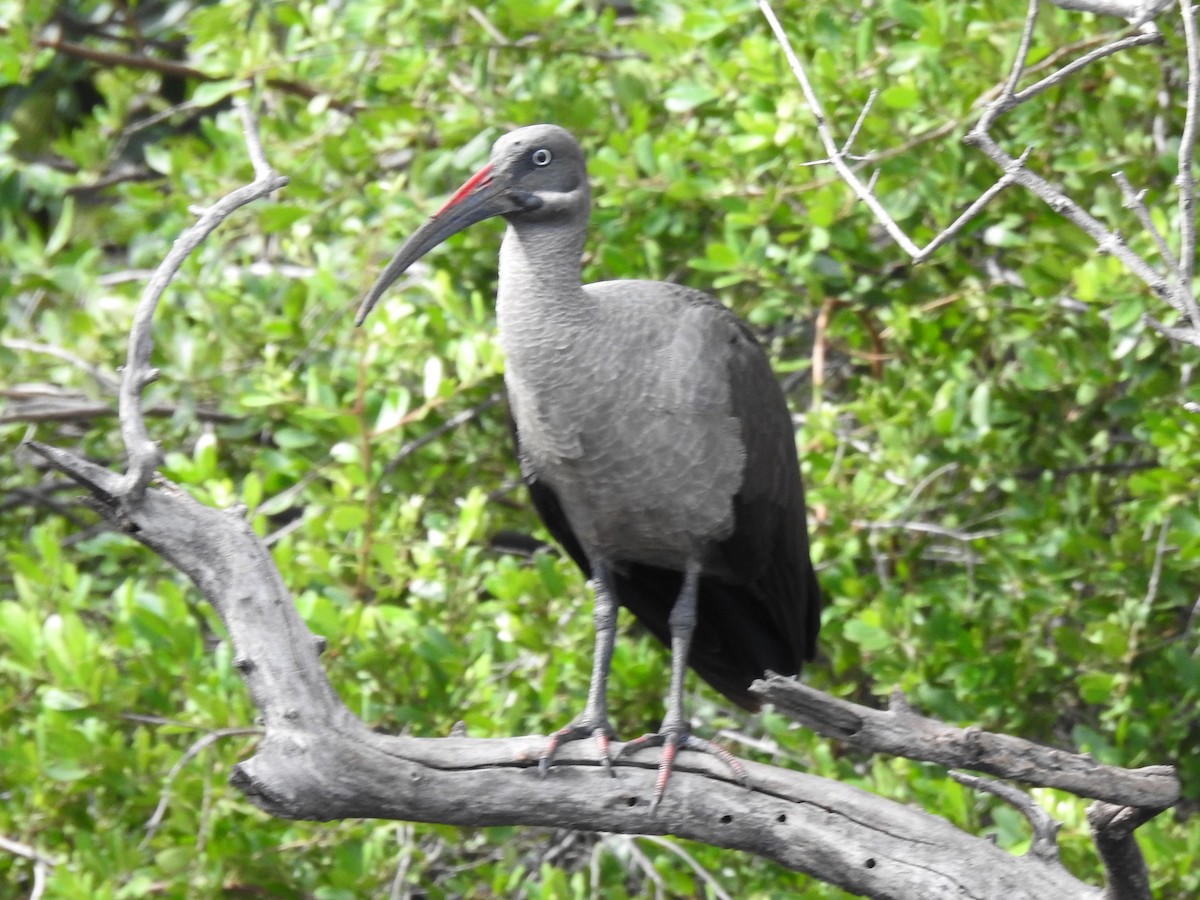 Ibis hagedash - ML641112280