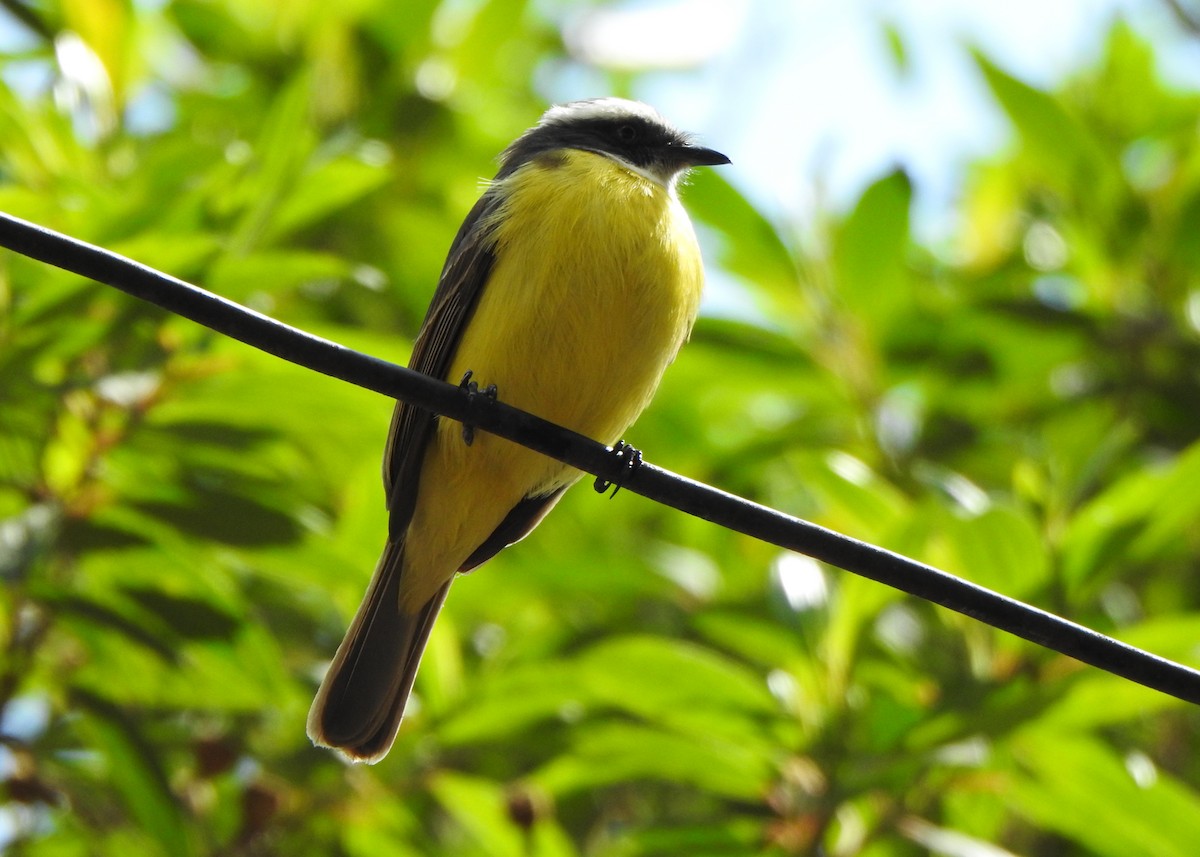 Social Flycatcher - ML641112286