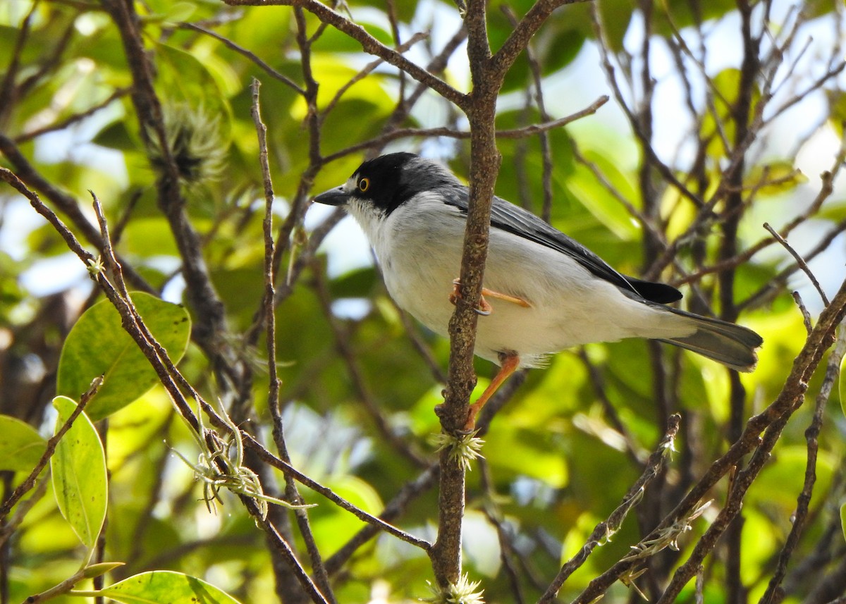 Hooded Tanager - ML641112287