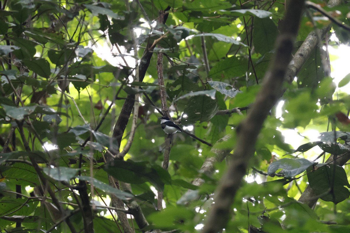 Chestnut Wattle-eye - ML641112299