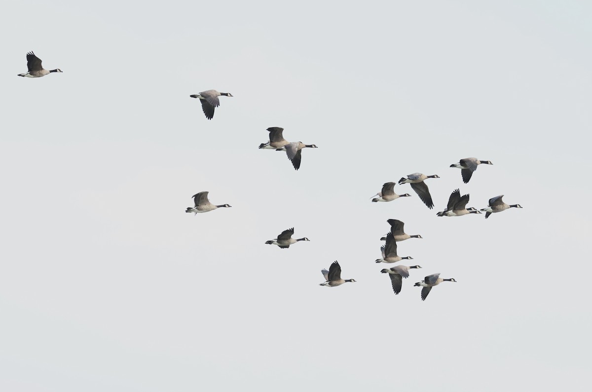 Canada Goose (canadensis Group) - ML641112325