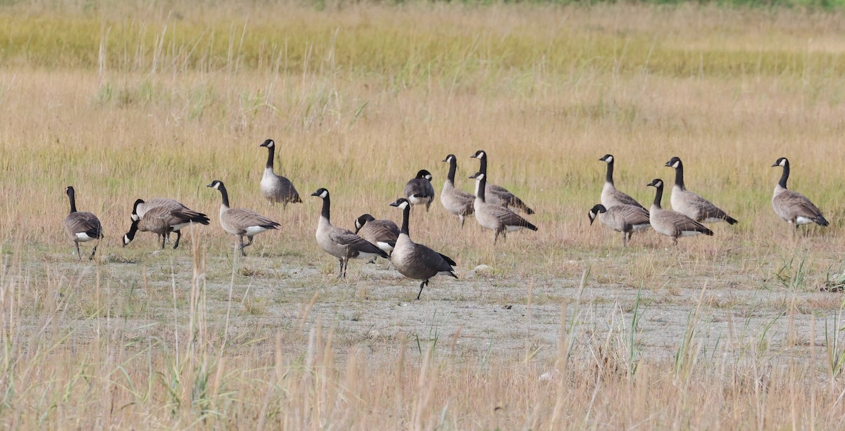 Canada Goose (canadensis Group) - ML641112326