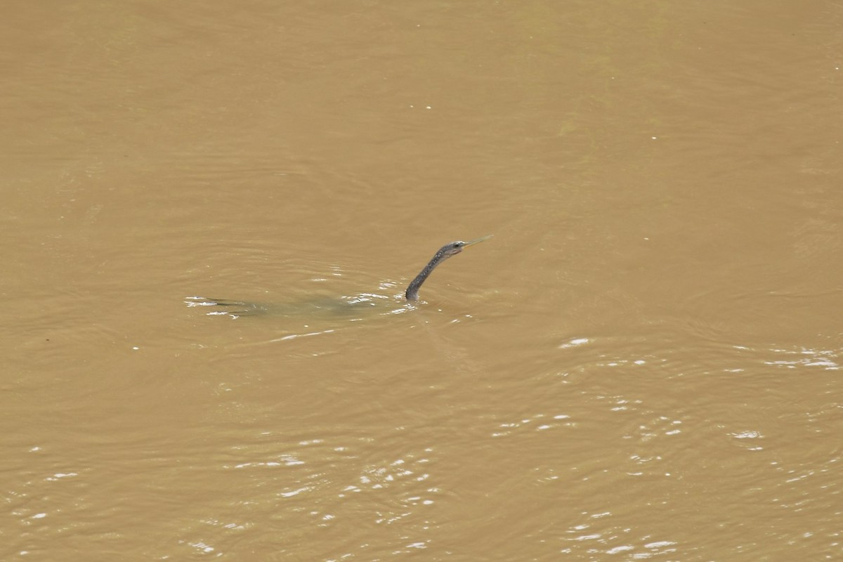 Anhinga - ML641112342