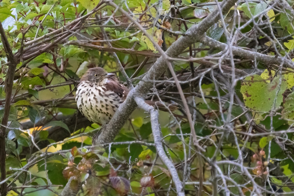 Brown Thrasher - ML641112349