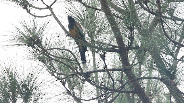 Rufous Treepie - ML641112355