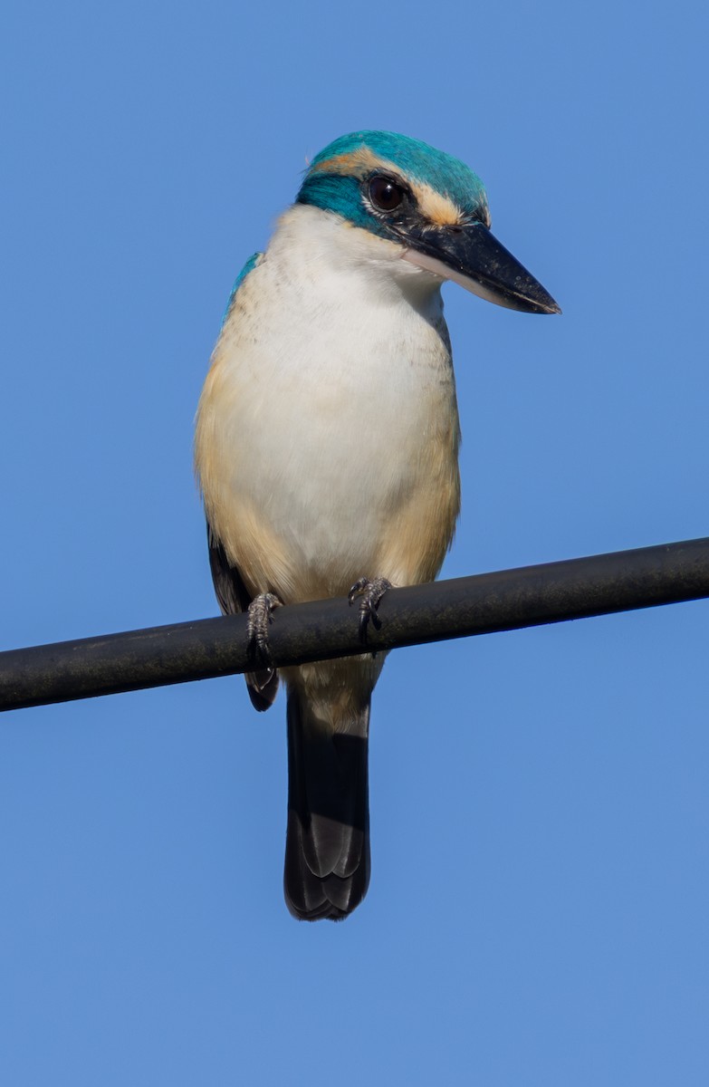 Pacific Kingfisher - ML641112431