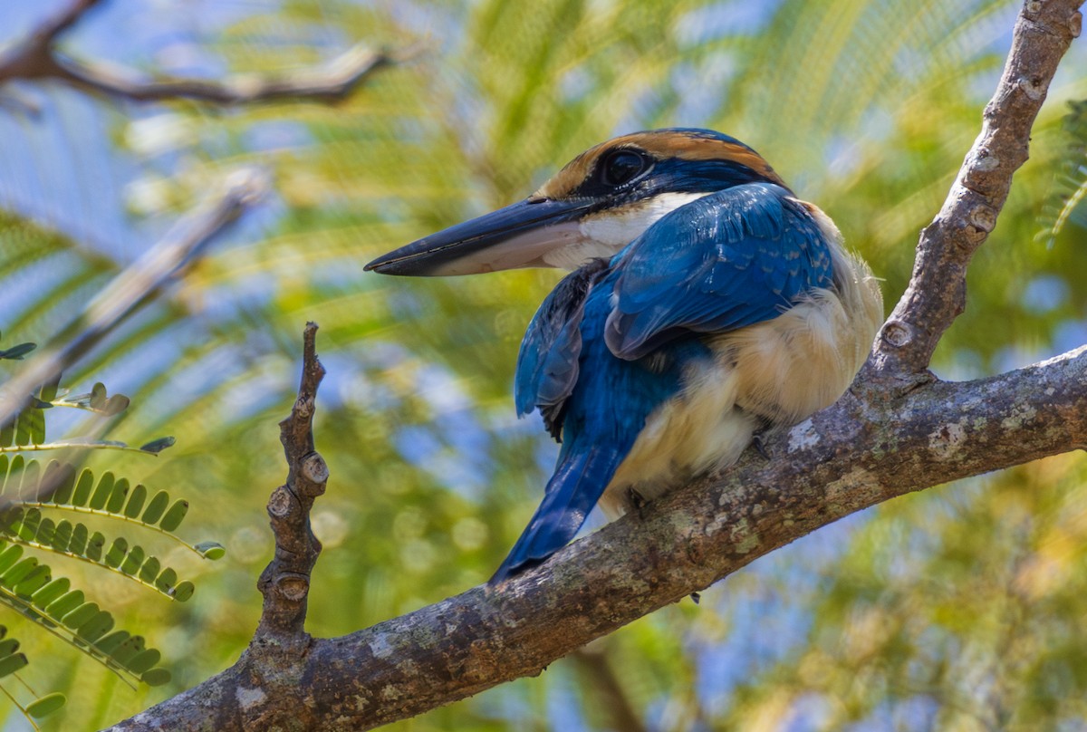Pacific Kingfisher - ML641112432