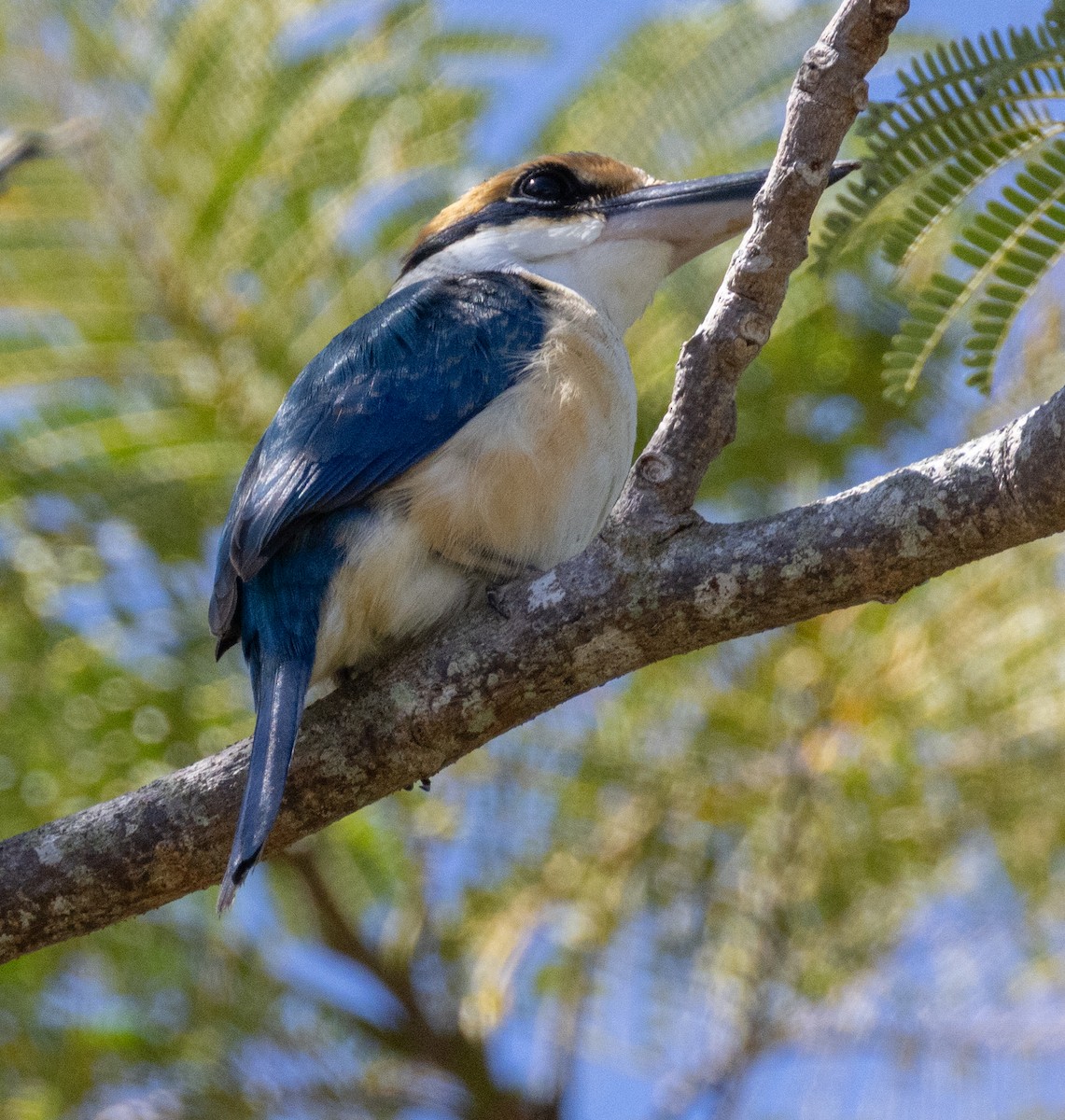 Pacific Kingfisher - ML641112433