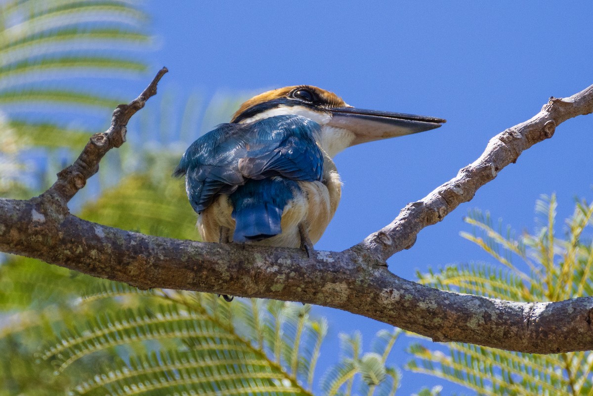 Pacific Kingfisher - ML641112434